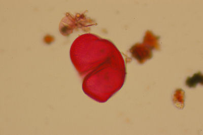 Red pollen