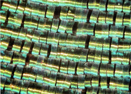 Scales from the wing of the moth Chrysiridia ripheus