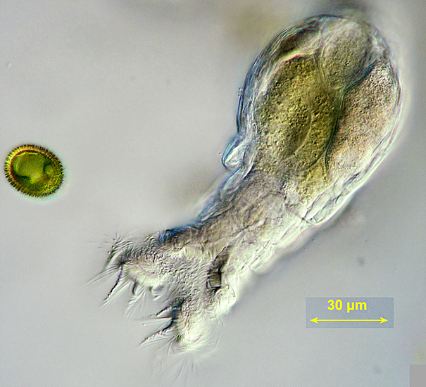 Introduction to microscopic animals and plants – Quekett Microscopical Club
