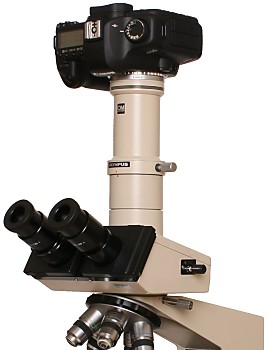 Digital SLR on a trinocular microscope