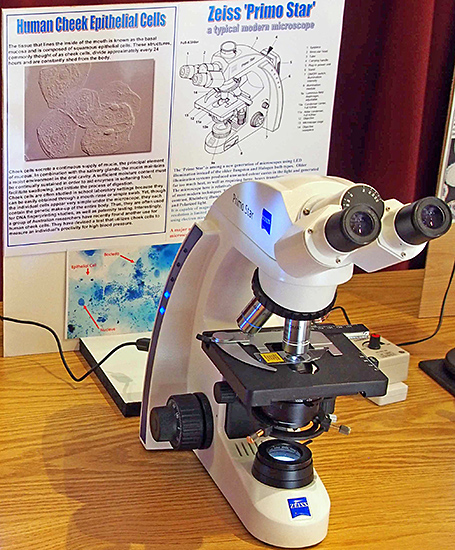 Human cheek cells and Zeiss binocular microscope