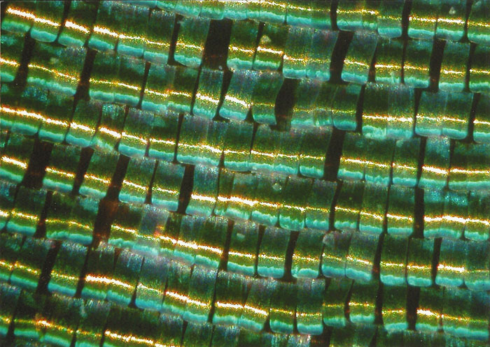 Chrysiridia ripheus green scales