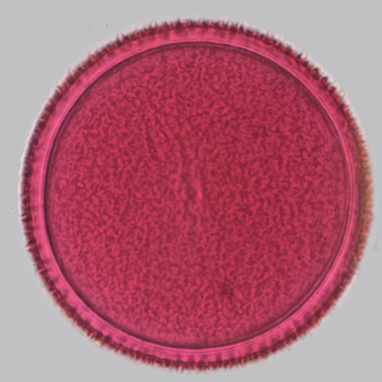 Crocus pollen (single image)
