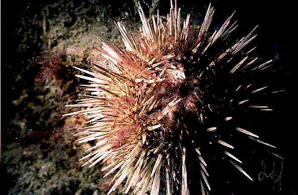 Dutch sea urchin