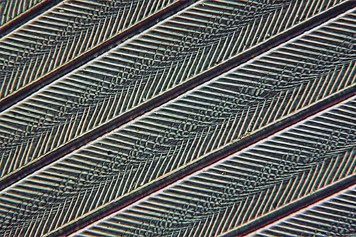 Partridge feather (stacked image)