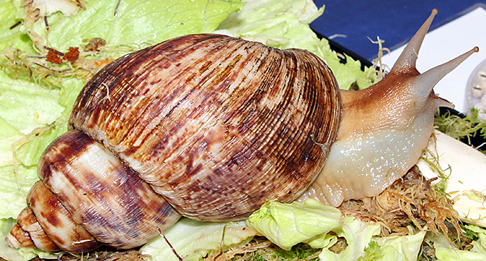 Giant African land snail