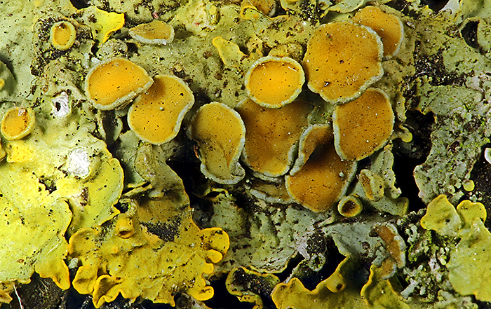 Lichen on oak