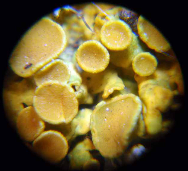 Lichen fruiting bodies