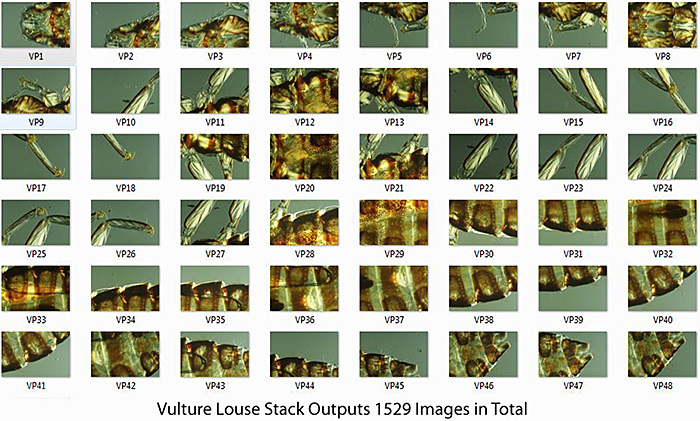 Vulture louse (stack output)