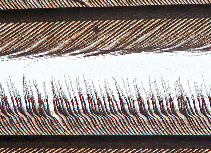 Magpie feather