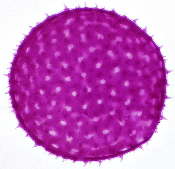 Mallow pollen