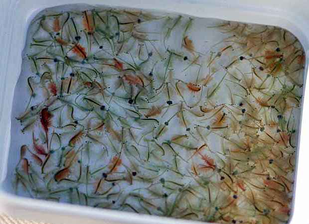 Shrimps that Phil caught