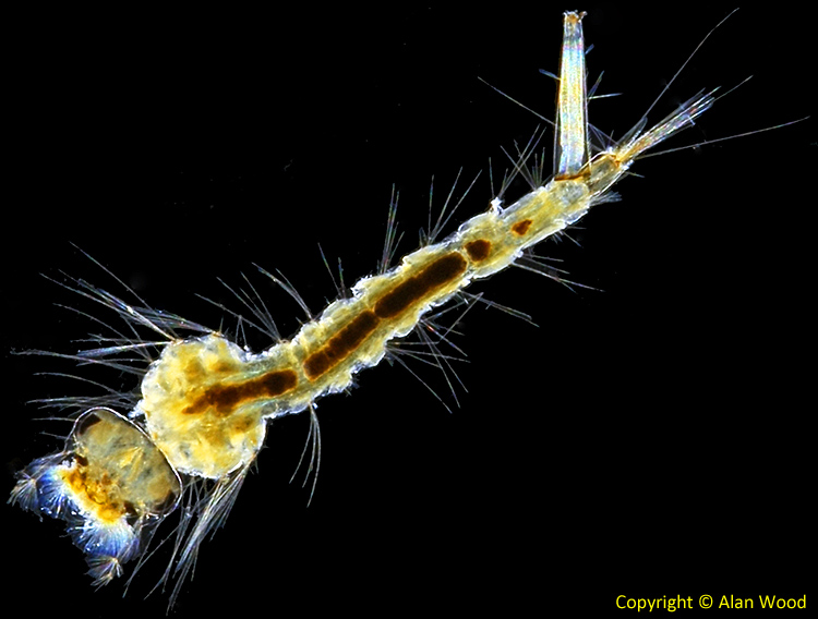 Larva of Culex pipiens
