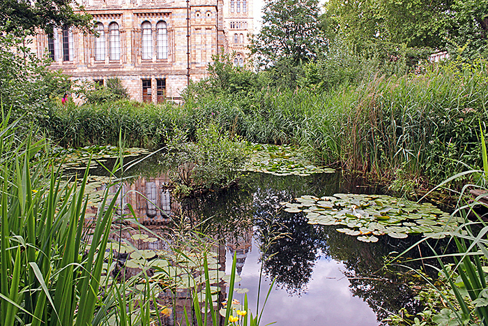 Pond in Wildlife Garden