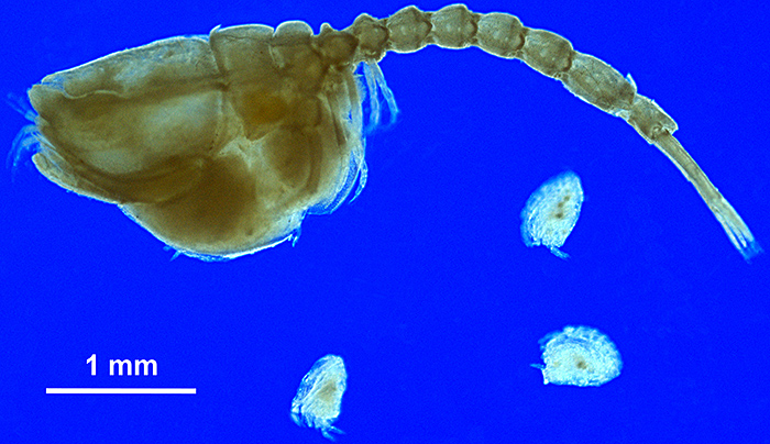 Bodotria scorpioides with young
