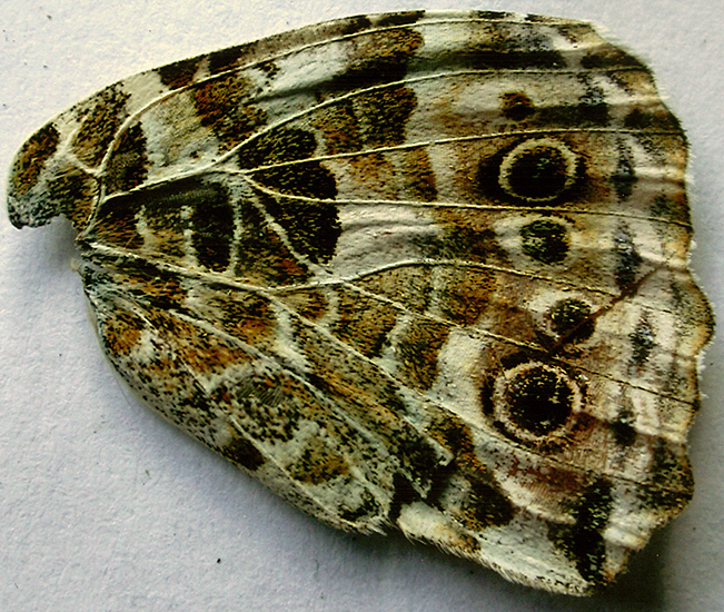 Painted lady underside wing