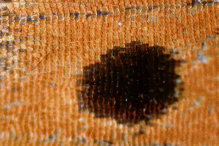 Scales from upper surface