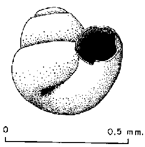 Vermetid snail larva