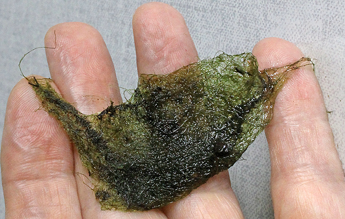 Blanket weed
