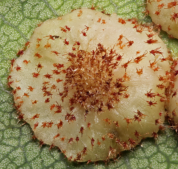 Common spangle gall on oak leaf