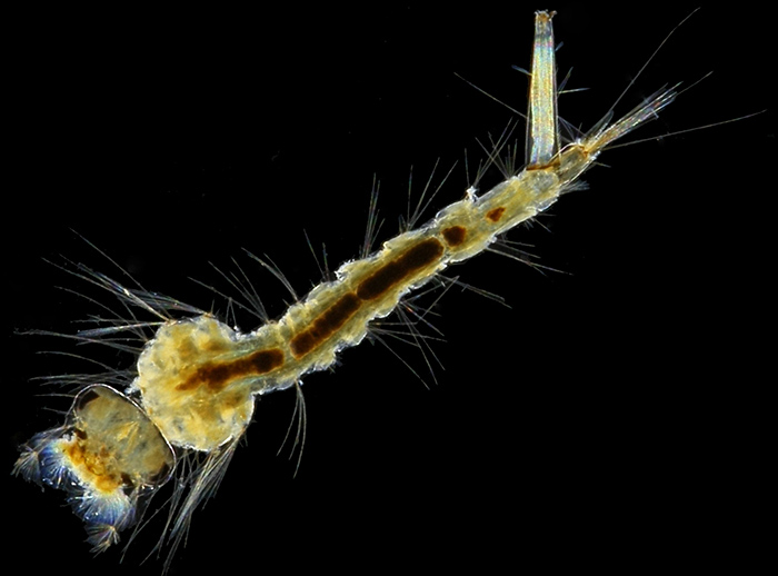 Dark-ground mosquito larva