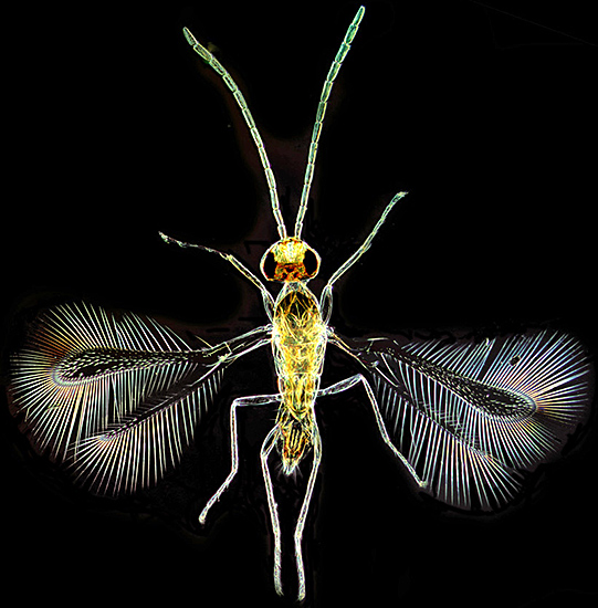 Fairy fly (dark-ground)