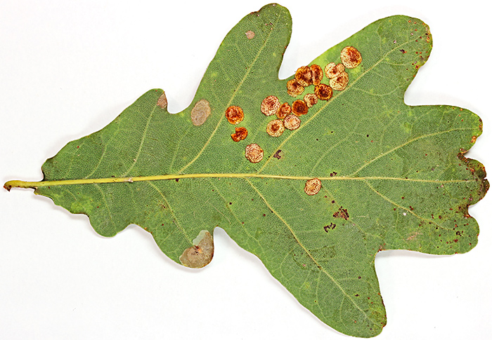 Oak leaf with galls and mines