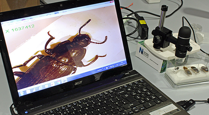 Beetle using USB microscope