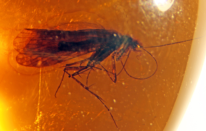 Trichoptera in amber