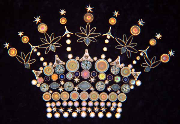 Gatrell diatom crown