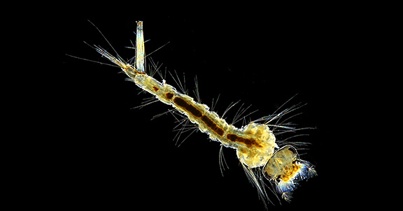 Mosquito larva (home slider)