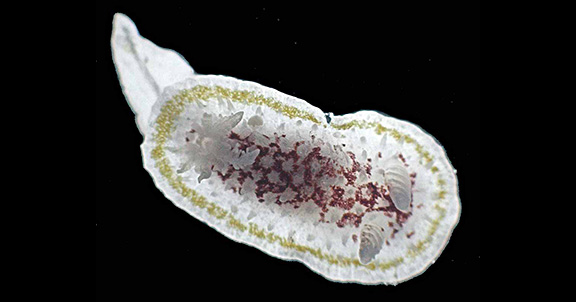 Nudibranch (Diaphorodoris luteocincta)