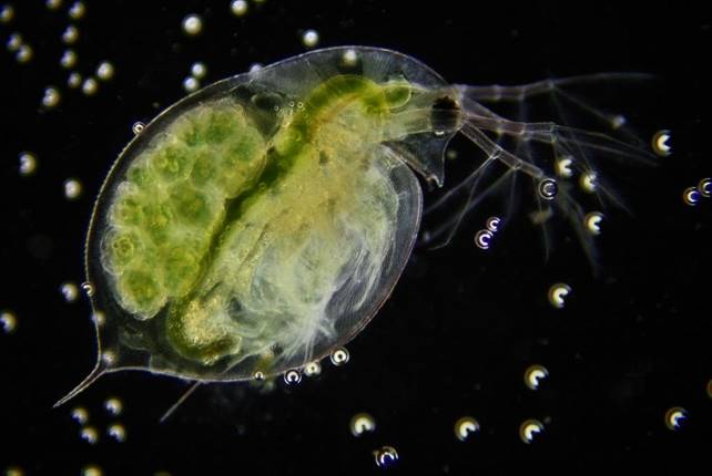 Daphnia, probably the most common species