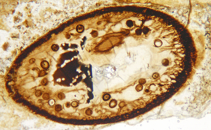 Photomicrograph of Aglaophyton major in Rhynie chert