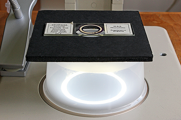 Olympus SZ4045 stereomicroscope with dark-ground illumination