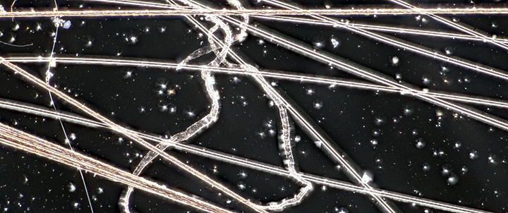 Carbon fibres, glass fibres and spider silk (compound microscope, dark-ground illumination)