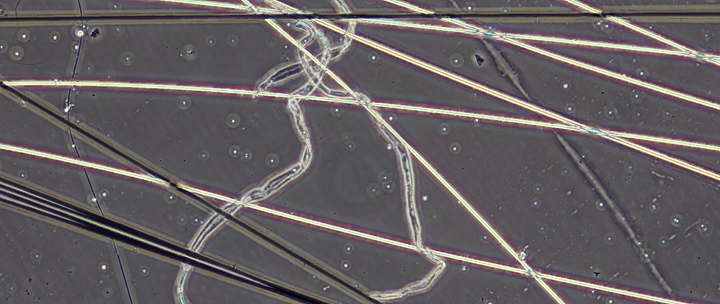 Carbon fibres, glass fibres and spider silk (compound microscope, phase-contrast illumination)