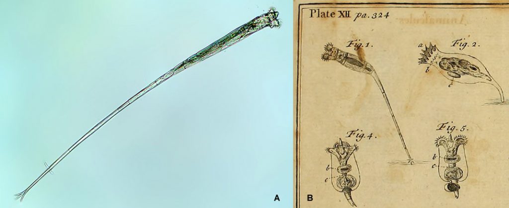 Rotaria neptunia