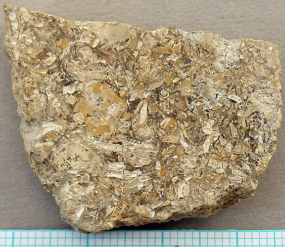 Polished stone with microfossils