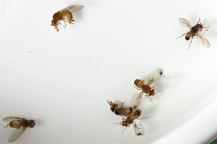 Fruit-flies, including spotted-wing drosophila