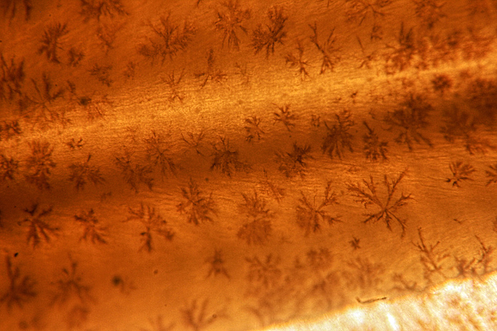 Skin of young sole
