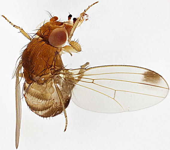 Male spotted-wing drosophila