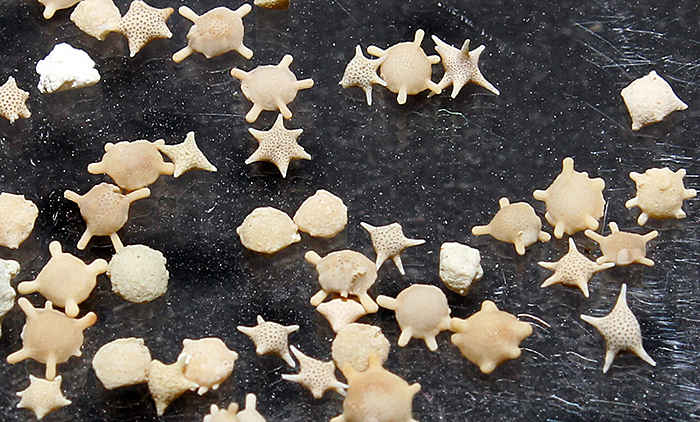 Star sand from Japan
