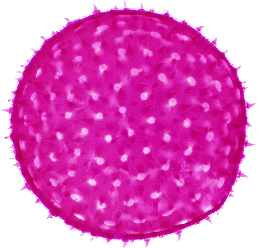 Pollen of mallow (Malva sp.)