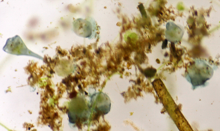 Grey Stentor sp. on filamentous alga