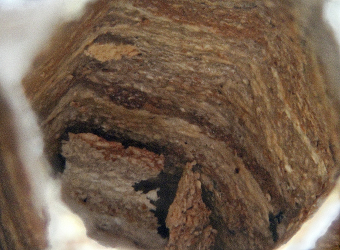 Cell in hornet nest