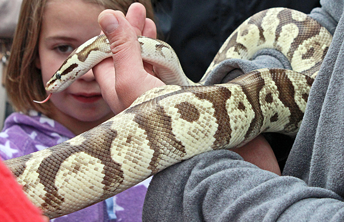 Handling lizards and snakes with Reptile Events