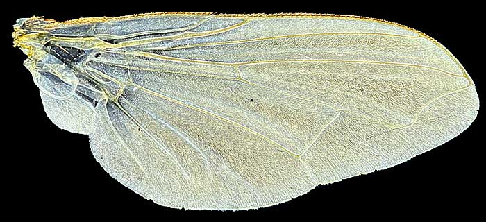 Housefly wing using dark-ground illuminator