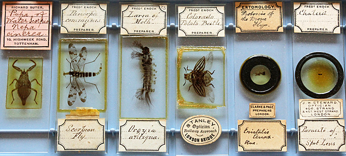 Antique slides of insects