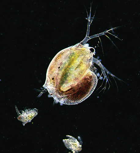 Ceriodaphnia with young